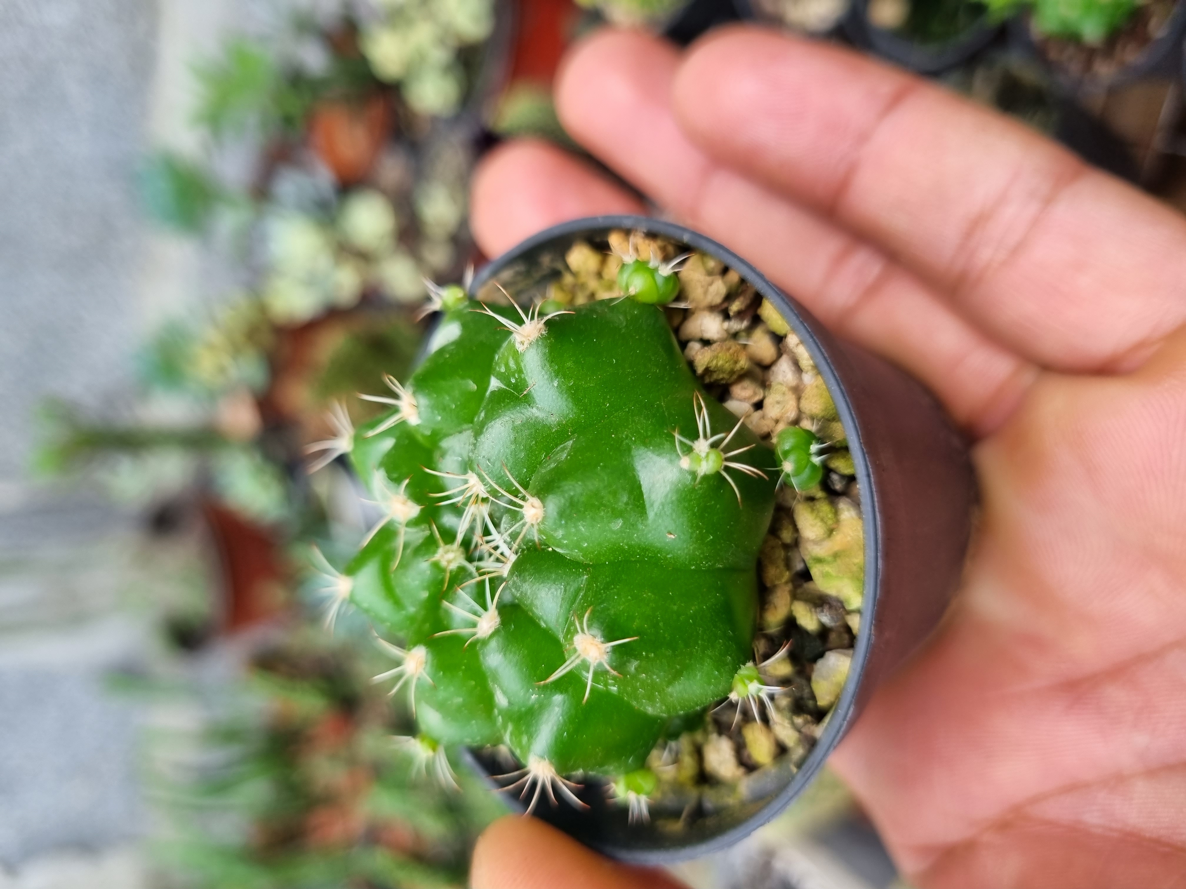 Cactus Gymnocalycium en flor Panamá